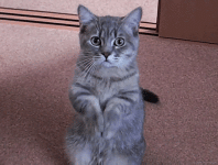ec026049fcd52febeaaf3f377636228e.gif